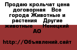 Продаю крольчат цена договорная - Все города Животные и растения » Другие животные   . Ненецкий АО